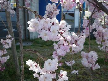 市役所駐車場のしだれ桜の写真2