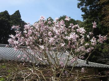 姫コブシの写真1