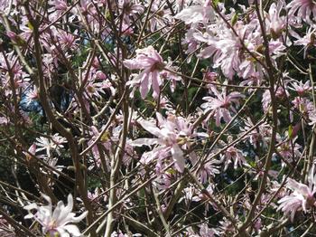 姫コブシの写真2