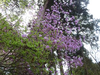 ミツバツツジの写真1