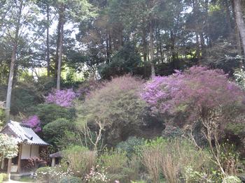 ミツバツツジの写真2