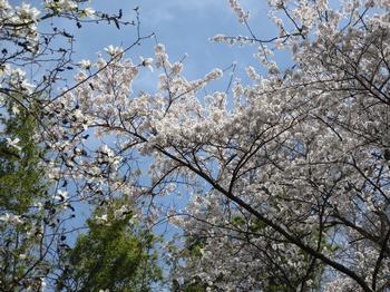 しだれ桜の写真1