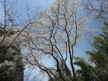 しだれ桜の写真2