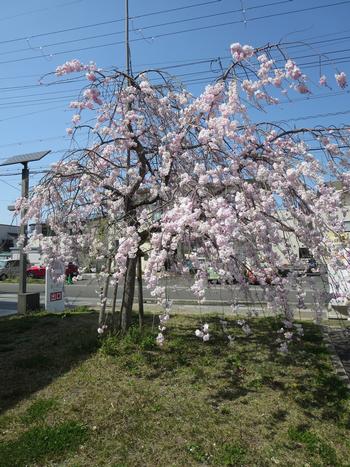 市役所駐車場の桜の写真1