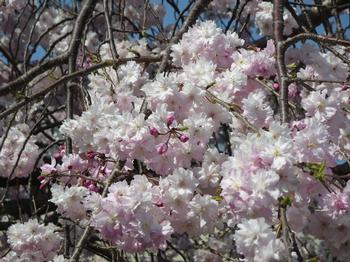 市役所駐車場の桜の写真2