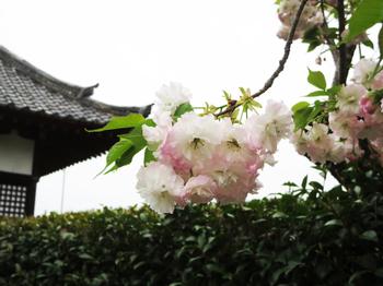 泉橋寺の八重桜の写真1
