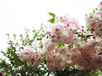 泉橋寺の八重桜の写真2