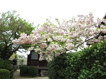泉橋寺の八重桜の写真3