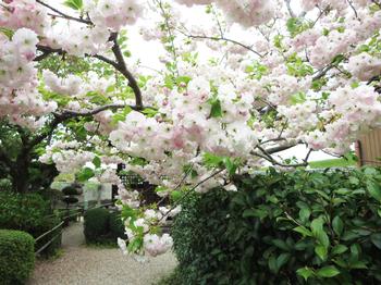 泉橋寺の八重桜の写真4