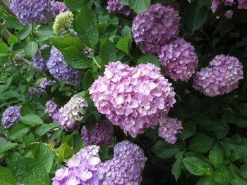 紫陽花の写真1