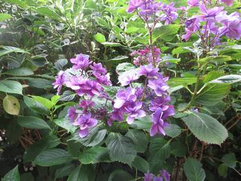 紫陽花の写真2
