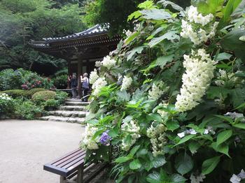 岩船寺の紫陽花の写真