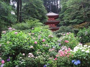 岩船寺と紫陽花の写真