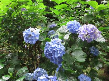 紫陽花の写真4