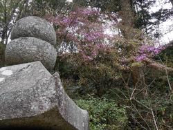 岩船寺と花の写真2