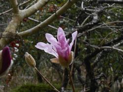 ミツバツツジの写真