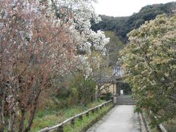浄瑠璃寺の木蓮の写真