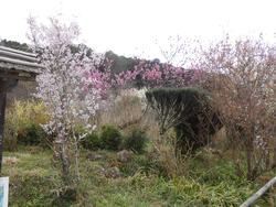 浄瑠璃寺の花の写真