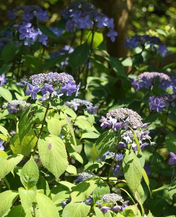 ガクアジサイの写真