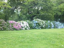 恭仁宮跡のあじさい1