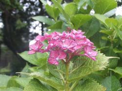 恭仁宮跡のあじさい2