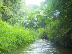恭仁宮跡のあじさい3