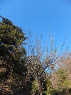 山城町森林公園の梅1