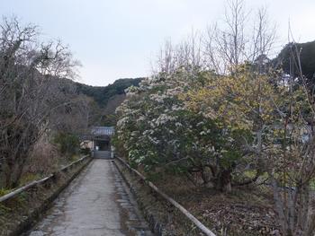 浄瑠璃寺のアセビ