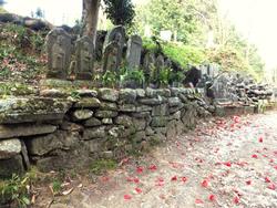 千日墓地と椿の落花の写真