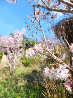 シナミザクラの写真