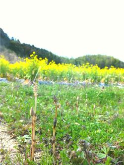 菜の花畑と土筆の写真