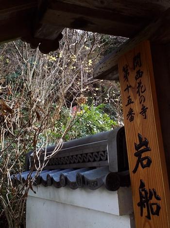 岩船寺の蝋梅
