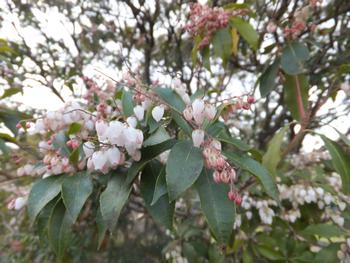 浄瑠璃寺の馬酔木の写真