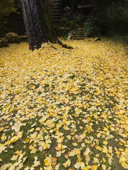 いちょう落ち葉の写真1