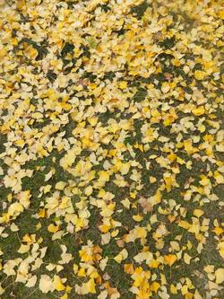 いちょう落ち葉の写真2