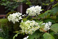 アジサイの写真2