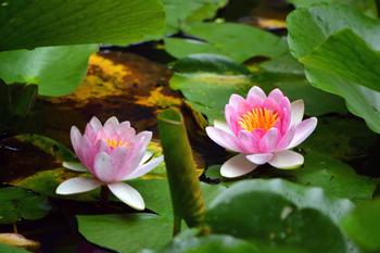 スイレンの写真