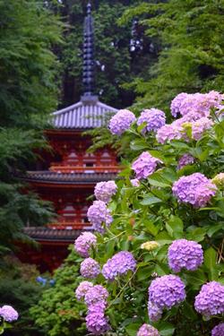 アジサイの写真1