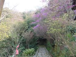 ミツバツツジの写真