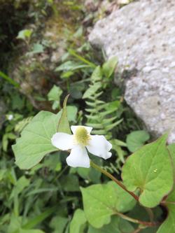 浄瑠璃寺で見つけたドクダミ