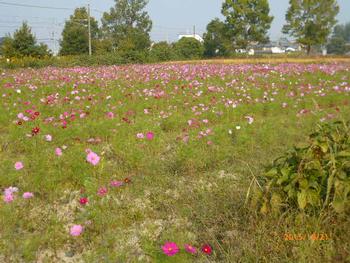 コスモスの写真1