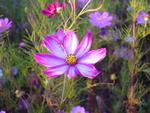 コスモスの写真3