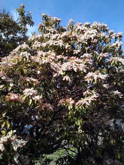 平成26年2月11日現在の浄瑠璃寺の馬酔木