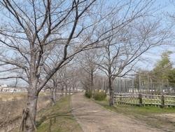 平成26年3月24日現在のふれあい広場の並木道