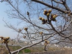 平成26年3月24日現在のふれあい広場の桜つぼみ