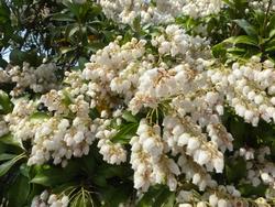 平成26年3月24日現在の浄瑠璃寺のあしびの写真