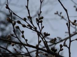 平成26年3月24日現在の海住山寺の桜のつぼみ