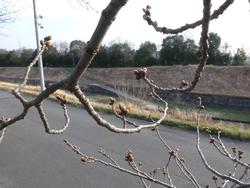 平成26年3月24日現在の不動川公園の桜のつぼみ