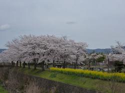 平成26年4月3日現在のふれあい広場の様子1