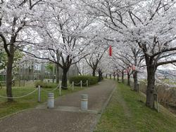 平成26年4月3日現在のふれあい広場の様子2